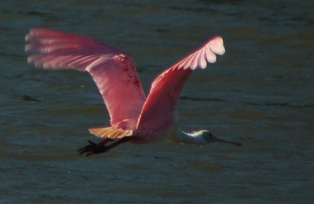 spoonbills